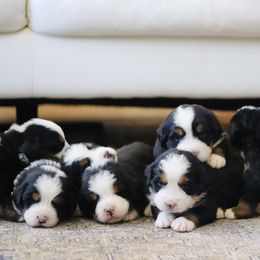 Bernese Mountain Dog puppies from Bernese Mountain Dogs at Monte Vida Chalet