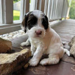 Choc Parti - Chocolate male Australian Labradoodle puppy in Wamego, Kansas from Doodles of Oz
