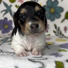 Poppy - Black and cream female Dachshund puppy in Poteau, Oklahoma from Sisters Dazzling Dachshunds