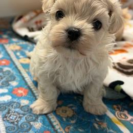 Gemma - White female Maltipoo puppy in Newport Beach, California from Exotic City Pomeranians and chihuahuas