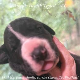 Black mantle velvet - Black and white female Great Dane puppy in Greenville, South Carolina from Allen’s Ridge Ranch