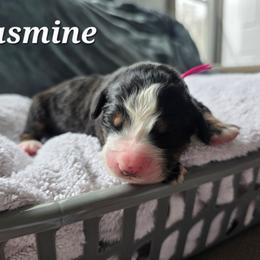 Jasmine - Black rust and white female Bernese Mountain Dog puppy in Blackfoot, Idaho from Draper Mountain Doodles