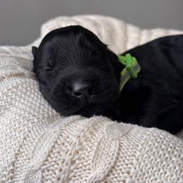 Boy 4 - Yellow Collar - Black male Giant Schnauzer puppy in St George, Utah from Schnauzer Ranch