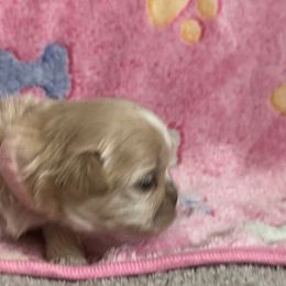 Maltese, Pomeranian, Shih Tzu, and Yorkshire Terrier Puppies from Gibbs Gorgeous Paws LLC