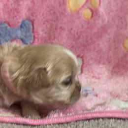 Maltese, Pomeranian, Shih Tzu, and Yorkshire Terrier Puppies from Gibbs Gorgeous Paws LLC
