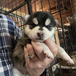 Vixen - Black and white female Pomsky puppy in Diamond Lake, Washington from Husky Haven WA