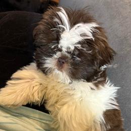 Lt pink - Liver and white female Shih Tzu puppy in Berkeley Springs, West Virginia from Sandridge Shih Tzus