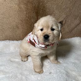 Meadow - Light golden female Golden Retriever puppy in Phillips, Wisconsin from Alfalfa Lane Adventures