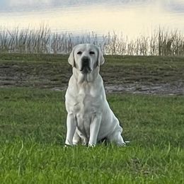 Dixie - Labrador Retriever