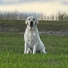 Dixie - Labrador Retriever