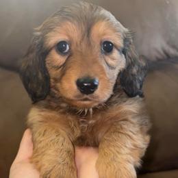 Bonnie (RUSSIAN LINES) - Red female Dachshund puppy in Goldthwaite, Texas from Mini Mama Dachshunds