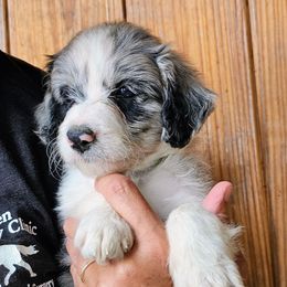 Loretta - White and blue merle female Bordoodle puppy in Fredericktown, Ohio from Brisby Bordoodles