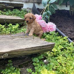 Maple - Cream female Poodle puppy in Narvon, Pennsylvania from Corgi Companions (license number 18998)