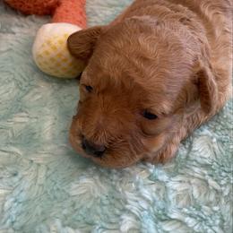 Honey - Apricot female Poodle puppy in Bee Branch, Arkansas from Scroggins Creek Doodles