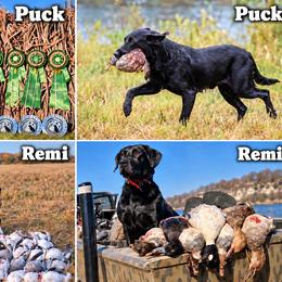 Labrador Retriever All Grown Up from Brian Kalkbrenner