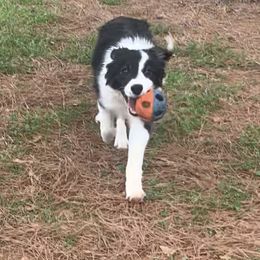 Border Collie and Pembroke Welsh Corgi Puppies from Whisenhunt Farms
