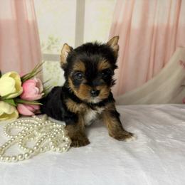 Meet Otis 1950 - Black and tan male Yorkshire Terrier puppy in Douglas, Georgia from South Georgia Yorkies and Biewers