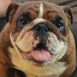 Velvet - Bulldog