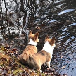 Pembroke Welsh Corgi Puppies from Clearsky Corgis