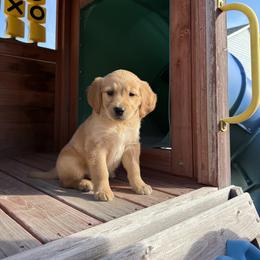 Golden Retriever Puppies from Rodgers Retrievers