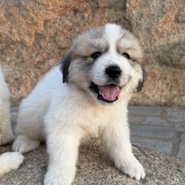Great Pyrenees Puppies from McCarthy Ranchette LLC