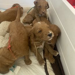 Goldendoodle Puppies from Joe and Dogs