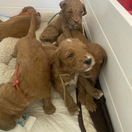 Goldendoodle Puppies from Joe and Dogs