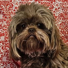 Autumn - Shih Tzu