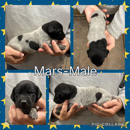 Mars - Black roan male German Shorthaired Pointer puppy in Pierz, Minnesota from RFP Pointers German Shorthaired Pointers