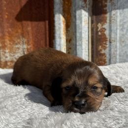 Shaded red girl - Red female Dachshund puppy in Defuniak Springs, Florida from Anastasia Knight's Cocker Spaniels