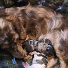 Dachshunds from Behive Doxies