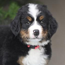 Bright Pink Collar Girl - Tri-color female Bernese Mountain Dog puppy in Loveland, Colorado from Grateful Bernese & Gage's Goldens