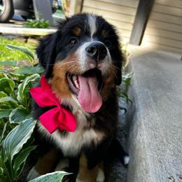 Baby Purple Girl - Black rust and white female Bernese Mountain Dog puppy in Toledo, Ohio from Baby Berners