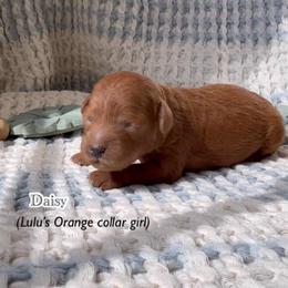 Daisy - Red  female Goldendoodle puppy in Phelan, California from High Desert Doodles - the original