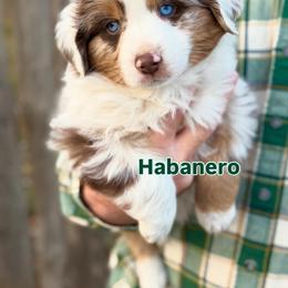 Boy 2 - Red merle male Miniature American Shepherd puppy in Riverton, Utah from Iron Spirit Homestead & Aussies