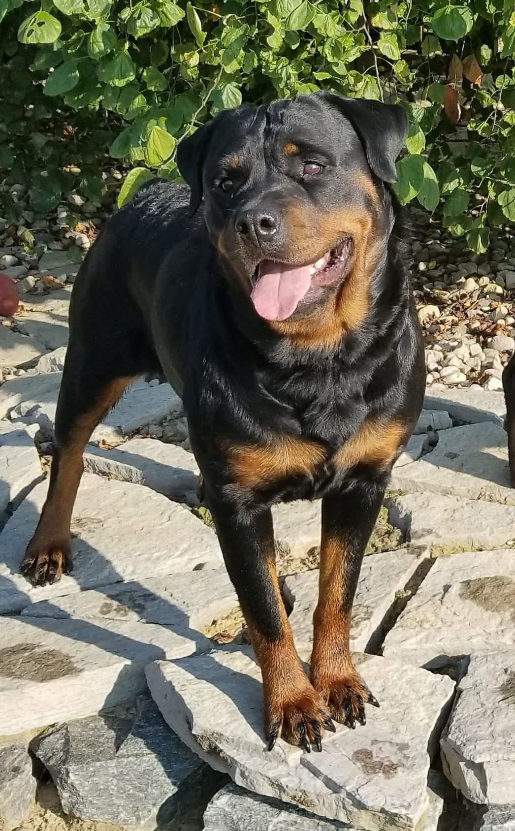 Royalhaus Rottweilers in Indiana | Rottweiler puppies | Good Dog