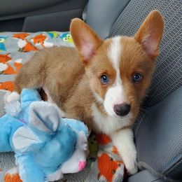 Pembroke Welsh Corgi Puppies from AJ'S Country Corgi's