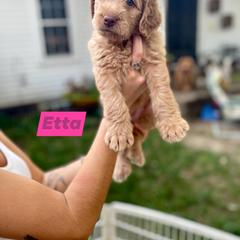 Double Doodle Puppies from Magnolia & Finn Doodles
