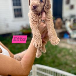 Double Doodle Puppies from Magnolia & Finn Doodles