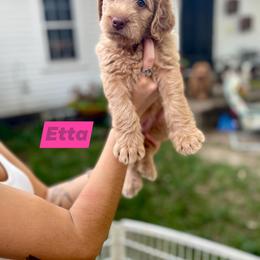 Double Doodle Puppies from Magnolia & Finn Doodles