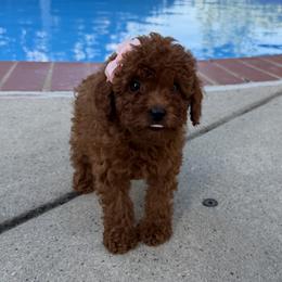 Millie - Red  female Goldendoodle puppy in Mint Hill, North Carolina from DoodleForever