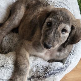 Boy 2 - Black and tan male Afghan Hound puppy in Watsonville, California from Summerbrook Afghans