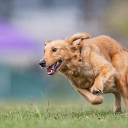 Sunny - Golden female Golden Retriever puppy in Simpsonville, South Carolina from Revival Retrievers