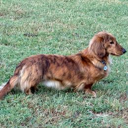 Stanley - Dachshund