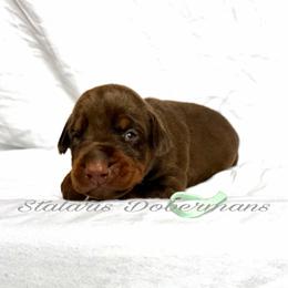 Aqua collar - Red and rust female Doberman Pinscher puppy in North Judson, Indiana from Stalaris Dobermans