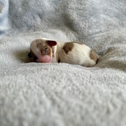 Sunny - Dapple male Dachshund puppy in Nampa, Idaho from 208 Wiener Wiggle Butts LLC