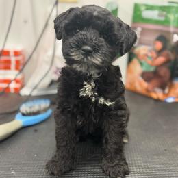 Jersey - Light Pink - white - Black female Miniature Schnauzer puppy in Oneonta, Alabama from Murphree Valley Kennels