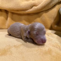 Girl 1 - Fawn (isabella) and cream female Dachshund puppy in Kingston, Oklahoma from Texoma Doxies
