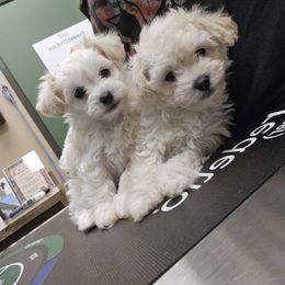 Maltipoo and Poodle Puppies from Cowgirl's Legacy