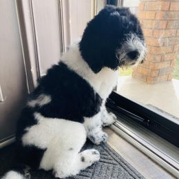 Assorted Doodle Crosses from Texas Hometown Dogs